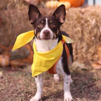 Rescue Chihuahua Dogs for Adoption in San Antonio, Texas - COCO | PetCurious