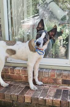 Rescue Shepherd Dogs for Adoption in Manchester, Connecticut - Ozzie | PetCurious