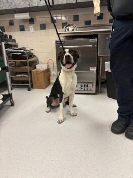 Rescue Pit Bull Terrier Dogs for Adoption in Allen, Texas - Freckles | PetCurious