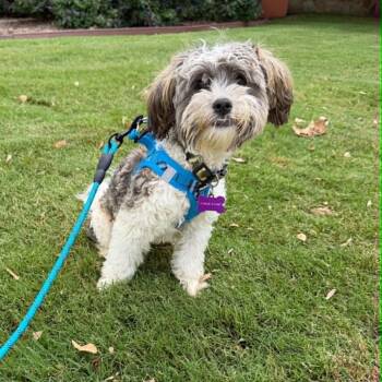 MAX is only9 pounds -  Maltipoo Dog Available for Adoption in Kaufman, Texas - MAX Is Only9 Pounds | PetCurious