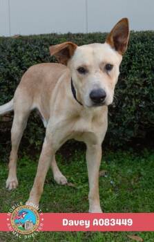 Davey -  Labrador Retriever Dog for Adoption in Mobile, Alabama - Davey | PetCurious
