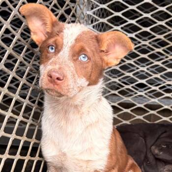 Shepherd Dogs Available for Adoption - Bear | PetCurious