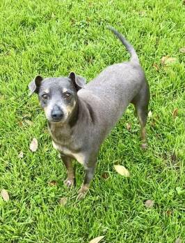 Rescue Miniature Pinscher Dogs for Adoption in Houston, Texas - Jerry | PetCurious