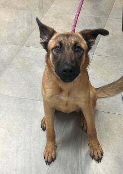 German Shepherd Dog and Mixed Breed Dogs Available for Adoption in Labelle, Florida - Valentina | PetCurious
