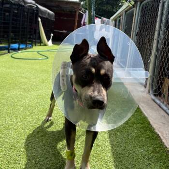 American Staffordshire Terrier Dogs Available for Adoption in Tampa, Florida - Jackie | PetCurious