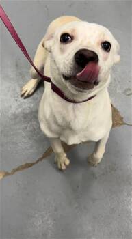 Labrador Retriever and Mixed Breed Dogs Available for Adoption - SNAKE ROOT | PetCurious