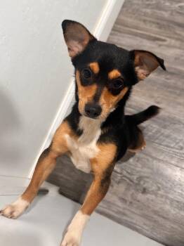 Mixed Breed Dogs Available for Adoption in Labelle, Florida - Dog 3 | PetCurious