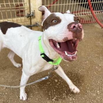 Slayy -  Mixed Breed Dog Available for Adoption in Bentonville, Arkansas - Slayy | PetCurious