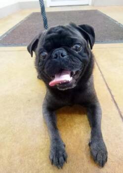 Dillard -  Pug Dog for Adoption in Austin, Minnesota - Dillard | PetCurious