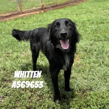 WHITTEN -  Border Collie Dog for Adoption - WHITTEN | PetCurious