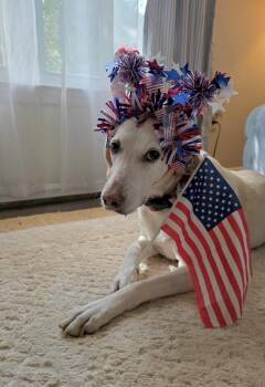 Lemon -  Hound Dog for Adoption in Huntingtown, Maryland - Lemon | PetCurious