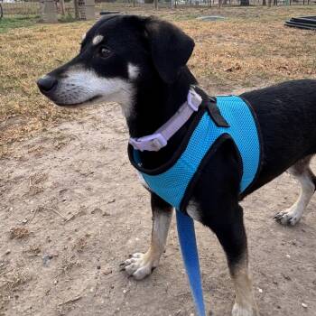 Dachshund and Chihuahua Dogs Available for Adoption in Floresville, Texas - Hazel | PetCurious