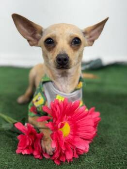 Chihuahua and Mixed Breed Dogs Available for Adoption in Carlsbad, California - Chorizo-One Of Our Amazing Rescue Dogs | PetCurious