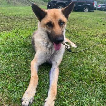 Crew -  German Shepherd Dog Dog for Adoption in Philadelphia, Pennsylvania - Crew | PetCurious