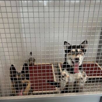 Vaeda D12094 -  Shiba Inu and German Shepherd Dog Dog for Adoption - Vaeda D12094 | PetCurious