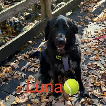 Luna in New England -  Labrador Retriever and Golden Retriever Dog for Adoption in Waitsfield, Vermont - Luna In New England | PetCurious