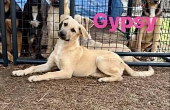 Gypsy -  Black Mouth Cur Dog for Adoption in Pembroke, Massachusetts - Gypsy | PetCurious