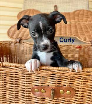 Curly -  Chihuahua Dog for Adoption in Shawnee, Oklahoma - Curly | PetCurious