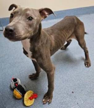 Tiana -  Pit Bull Terrier Dog for Adoption in Suffolk, Virginia - Tiana | PetCurious
