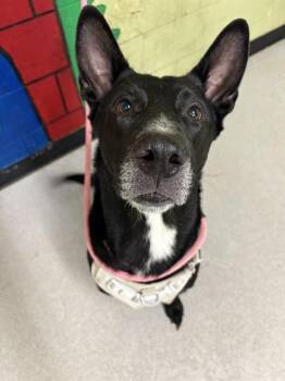 Rescue German Shepherd Dog Dogs for Adoption in Indianapolis, Indiana - FRANK | PetCurious