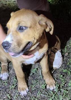 RACHEL -  Mastiff Dog for Adoption in San Antonio, Texas - RACHEL | PetCurious
