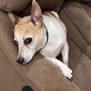 Gloria -  Jack Russell Terrier Dog for Adoption in Minneapolis, Minnesota - Gloria | PetCurious