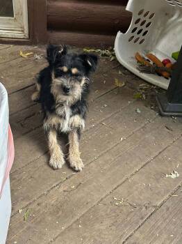 Fozzy -  Terrier Dog for Adoption in Hinckley, Illinois - Fozzy | PetCurious
