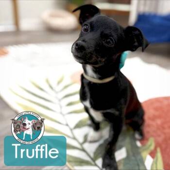 Chihuahua and Miniature Pinscher Dogs Available for Adoption in Friendswood, Texas - Truffle BEST FRIENDS | PetCurious