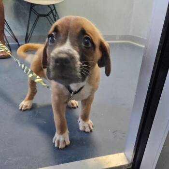 Cosmopolitan Icecream -  Mixed Breed Dog for Adoption in Greensboro, North Carolina - Cosmopolitan Icecream | PetCurious