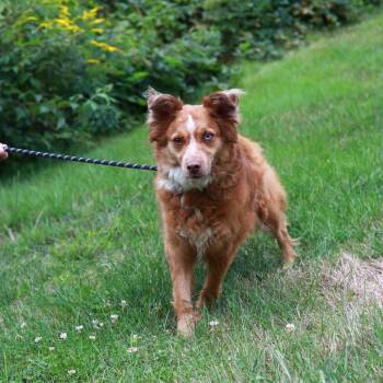 CT Oakley -  Australian Shepherd Dog for Adoption in Stormville, New York - CT Oakley | PetCurious
