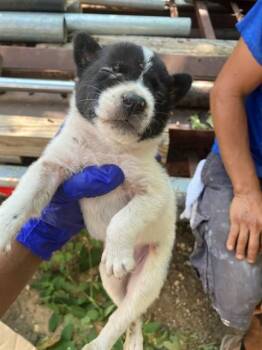 BLUEBERRY -  Mixed Breed Dog for Adoption in Dallas, Texas - BLUEBERRY | PetCurious