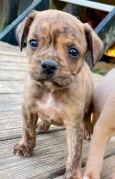 Drake -  Boston Terrier and Terrier Dog for Adoption in El Dorado, Arkansas - Drake | PetCurious