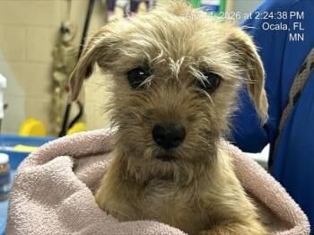 Fox Terrier and Mixed Breed Dogs Available for Adoption in Ocala, Florida - A380255 | PetCurious