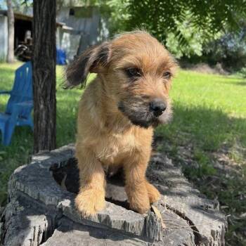 Terrier Dogs Available for Adoption in Sonoma, California - Hawk | PetCurious
