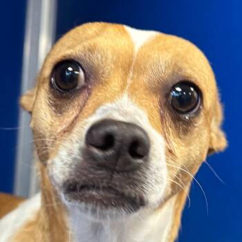 Chips -  Mixed Breed Dog for Adoption in Las Cruces, New Mexico - Chips | PetCurious