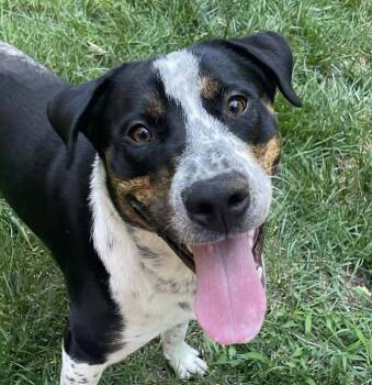 Levi -  Hound Dog for Adoption in Kansas City, Kansas - Levi | PetCurious