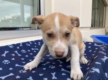 Labrador Retriever and Siberian Husky Dogs Available for Adoption - CAIRO | PetCurious