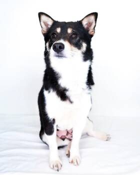 Shiba Inu Dogs Available for Adoption - Mio | PetCurious