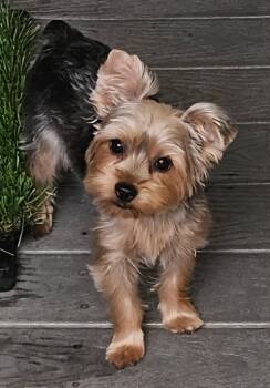 Rescue Yorkshire Terrier Dogs for Adoption in Gardena, California - Pearl | PetCurious