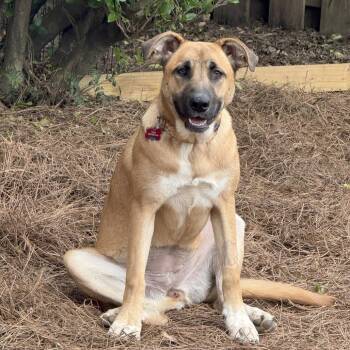 Shepherd Dogs Available for Adoption in Helena, Alabama - Hedy | PetCurious