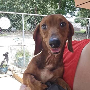 Slinky -  Dachshund Dog for Adoption in Athens, Alabama - Slinky | PetCurious