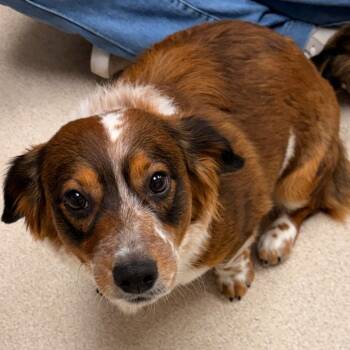 Mixed Breed Dogs Available for Adoption in Evansville, Indiana - Boomer | PetCurious