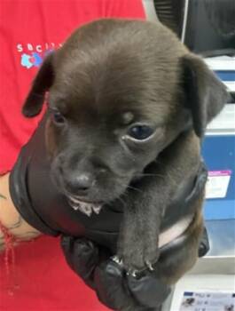 DOLORES -  Norfolk Terrier and Mixed Breed Dog for Adoption in San Bernardino, California - DOLORES | PetCurious