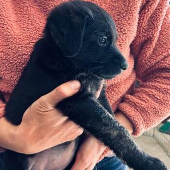 German Shepherd Dog Dogs Available for Adoption - Old Timer Eleanor | PetCurious