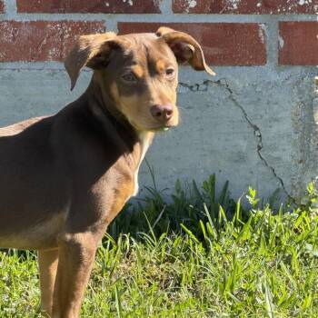 Terrier and Beagle Dogs Available for Adoption - John Boy | PetCurious