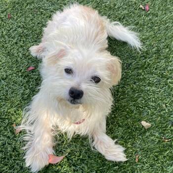 Rescue Poodle and Mixed Breed Dogs for Adoption in Richmond, California - LUNA | PetCurious