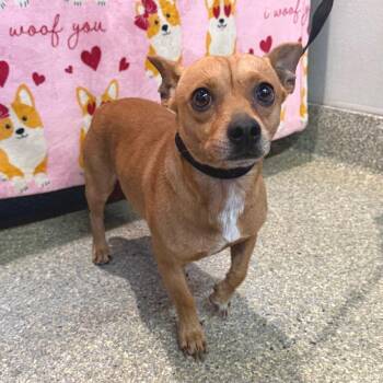 IVHS-Stray-142004 -  Chihuahua Dog for Adoption in San Gabriel, California - IVHS-Stray-142004 | PetCurious
