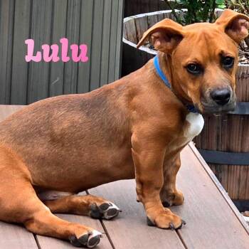 Mixed Breed Dogs Available for Adoption in Joliet, Illinois - Lulu R | PetCurious