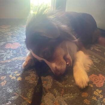 Breckett -  Australian Shepherd Dog for Adoption in Ada, Minnesota - Breckett | PetCurious