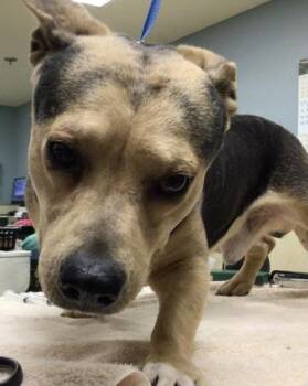 Chihuahua Dogs Available for Adoption - PEANUT | PetCurious